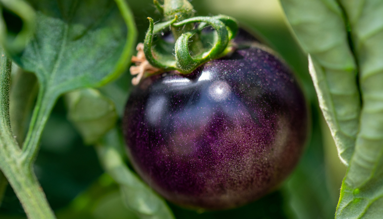 Purple tomato